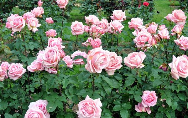 How to grow the best roses