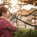 Who is Responsible for Trees in a Rented Property