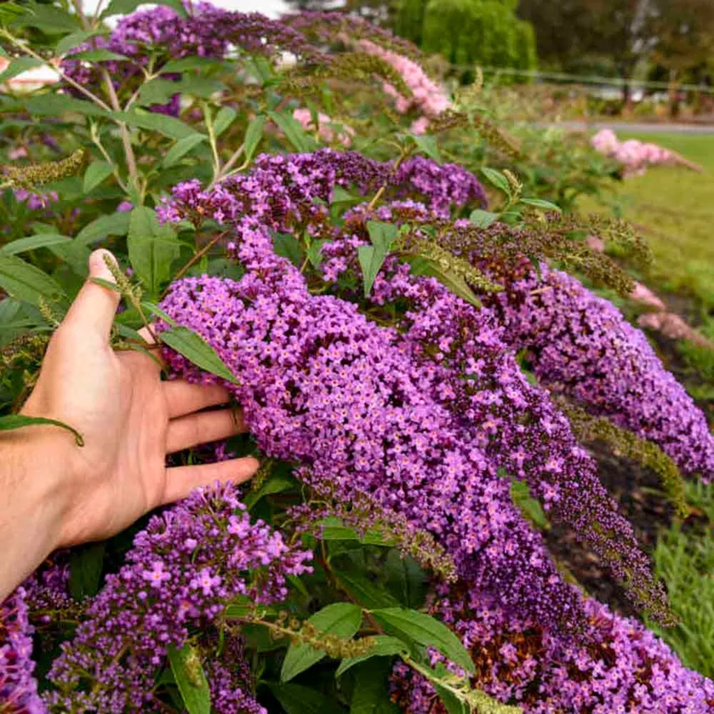 How to Get Butterfly Bushes Blooming Again