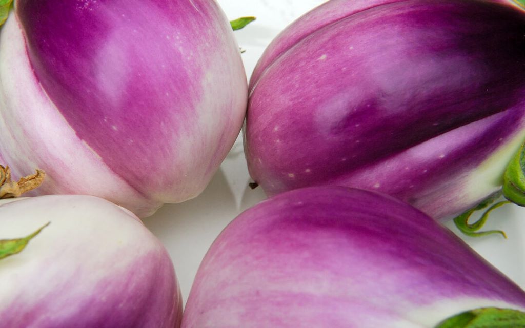 How To Prevent White Eggplants: Purple Eggplant