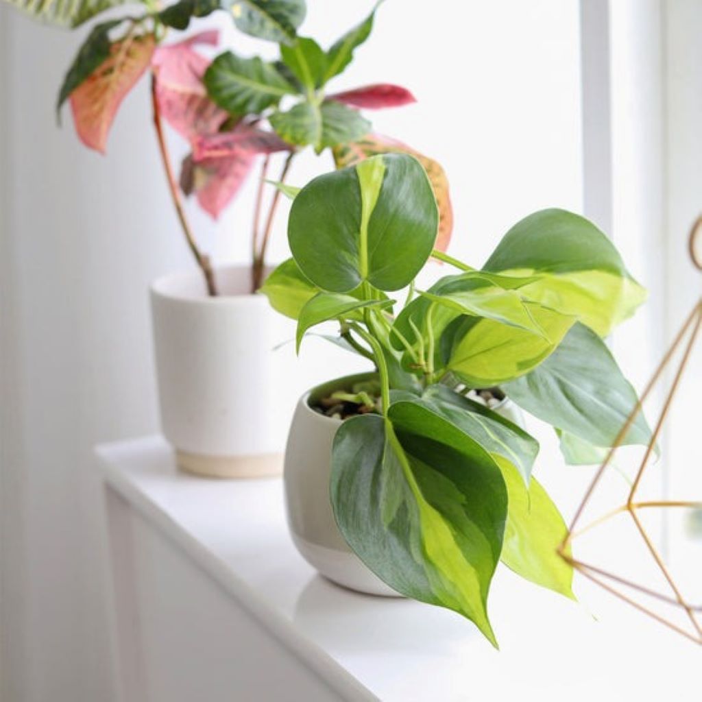 Indoor plant in a pot with visible white mineral buildup being cleaned to promote healthier growth