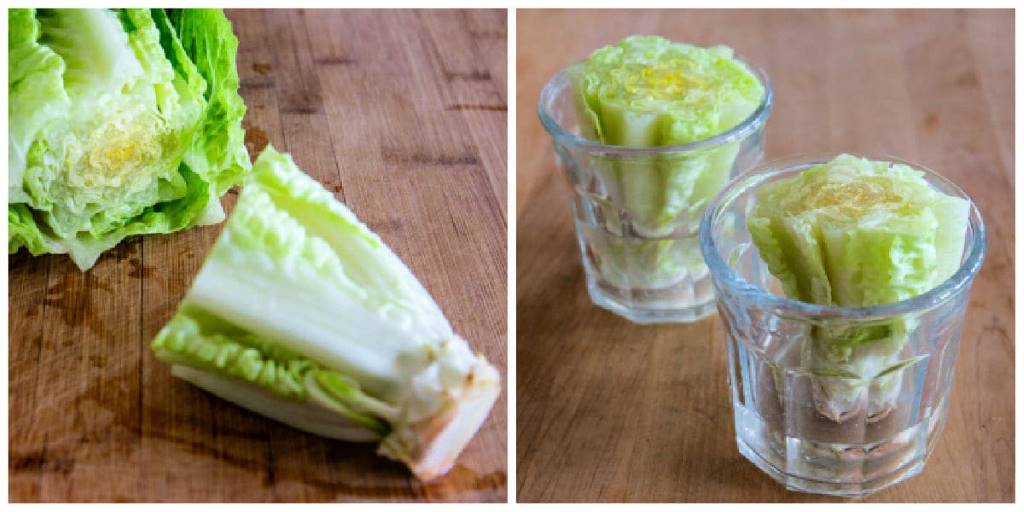 Romaine lettuce base in a shallow dish of water, showing fresh green leaves regrowing