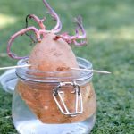 Sweet potato cutting with slips growing in a soil-filled container, placed in sunlight