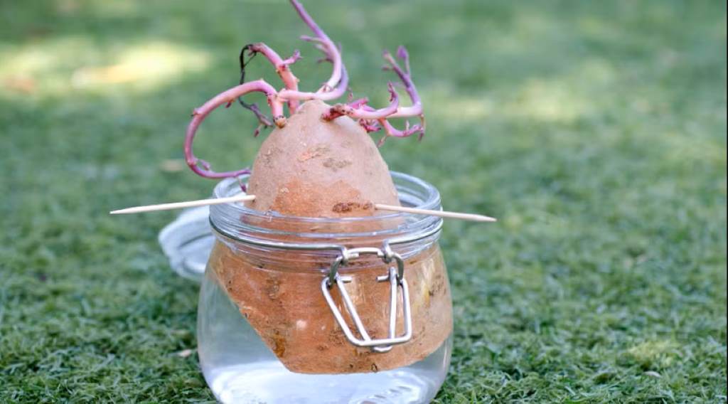 Sweet potato cutting with slips growing in a soil-filled container, placed in sunlight